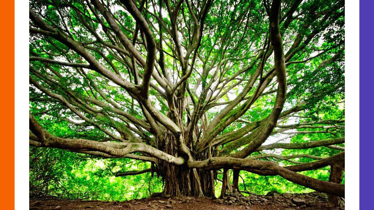 Mama's Fish House & The Largest Tree On Maui Hawaii