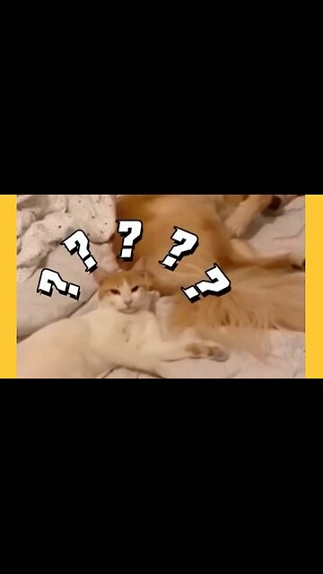 Funny cats and dogs video 😂 part 15