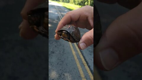 Super Duper Cute Teeny Tiny Box #Turtle 6/26 2nd for today. International Save A Turtle Month