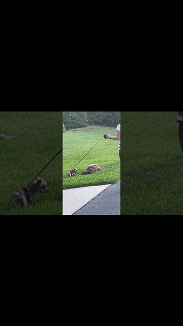 Puppy Playtime Adventure #vlog #puppy #puppies