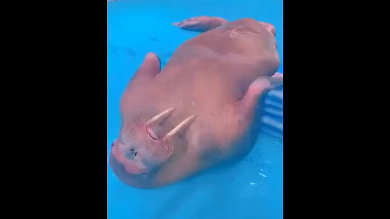 Funny Animal