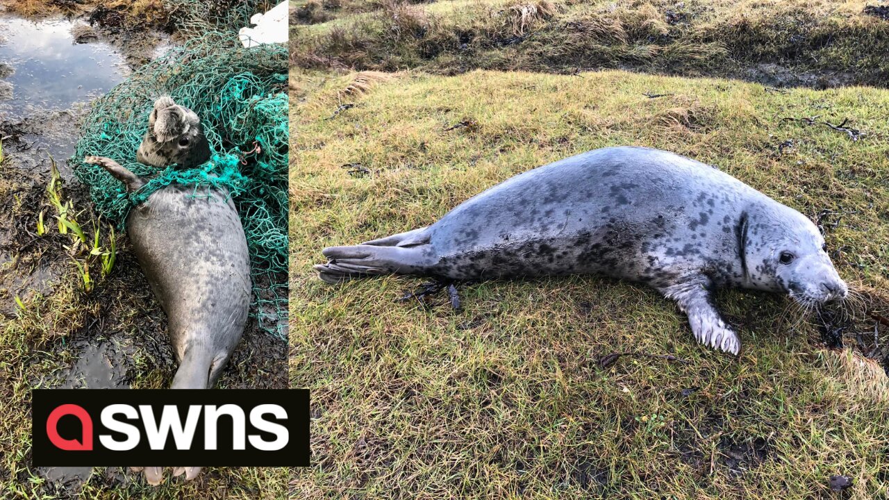 An adorable grey seal is cut free after found tangled in fishing net on beach