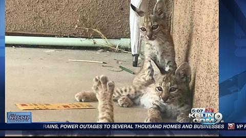 Proof that Arizona is 'Wildcat Country'