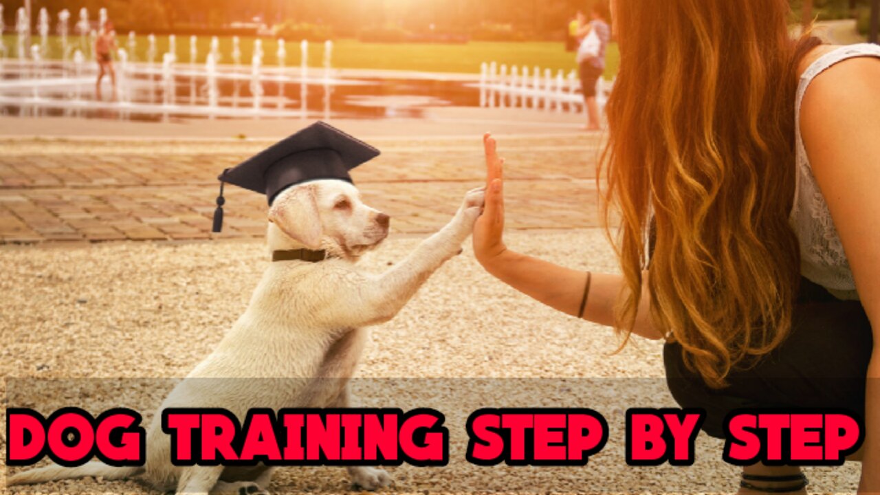 Dog training step by step. Try it now