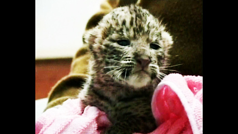 10 Day-Old Leopard Cubs