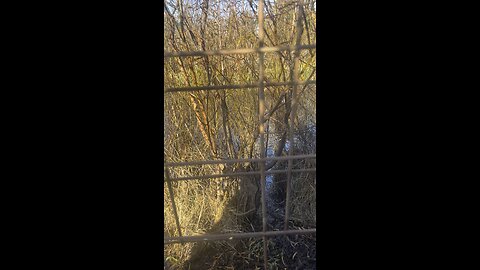 Opening day Arkansas duck season 24-25