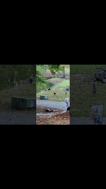 4K Turkeys at the pond #shorts