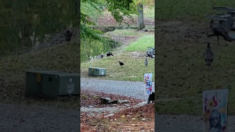 4K Turkeys at the pond #shorts