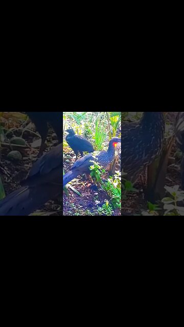 Jacuaçu e seus filhotes procurando comida