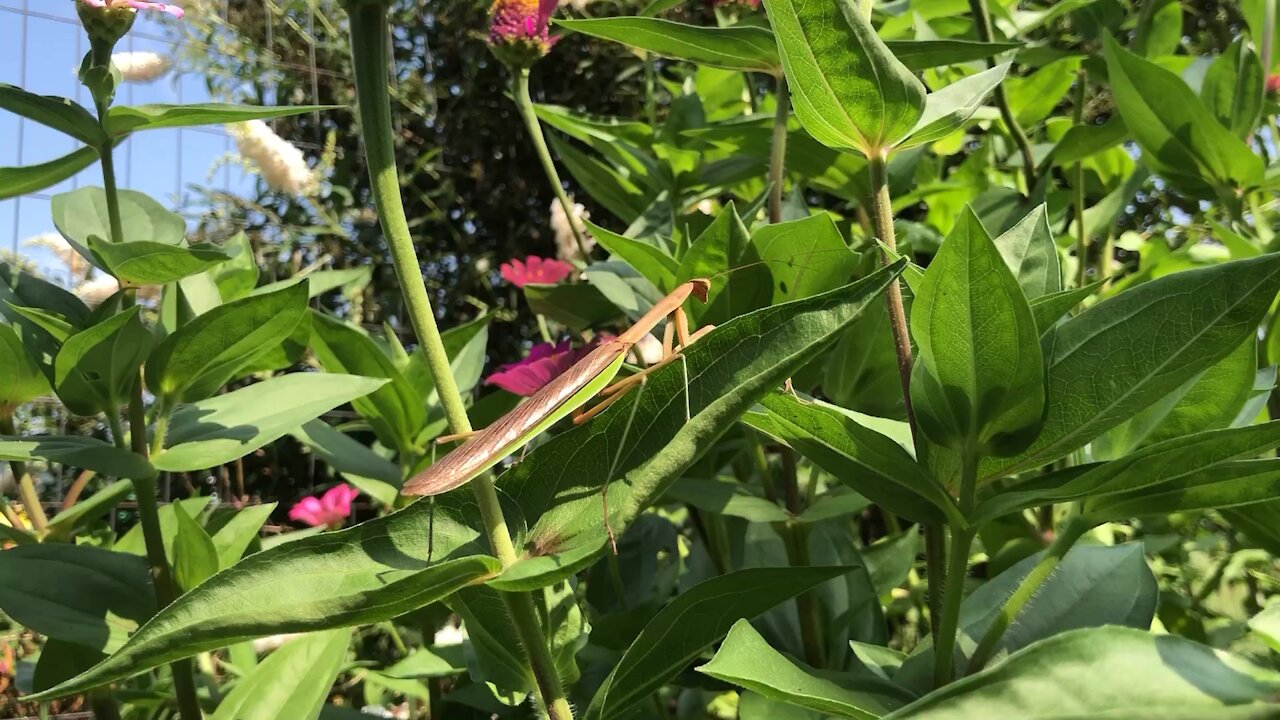 Difference Between Male and Female Praying Mantises! Garden Time With Hannah