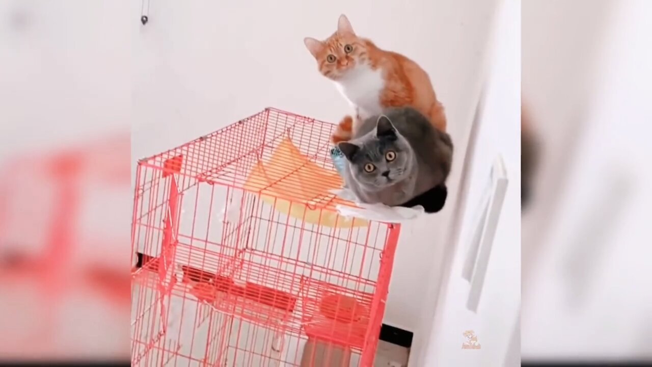 So cute cats ll will make you laugh 😂