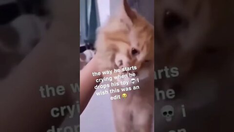 😂😂 #shorts #shortsvideo #funny #fyp #cat