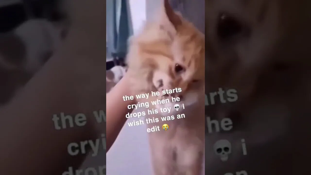 😂😂 #shorts #shortsvideo #funny #fyp #cat