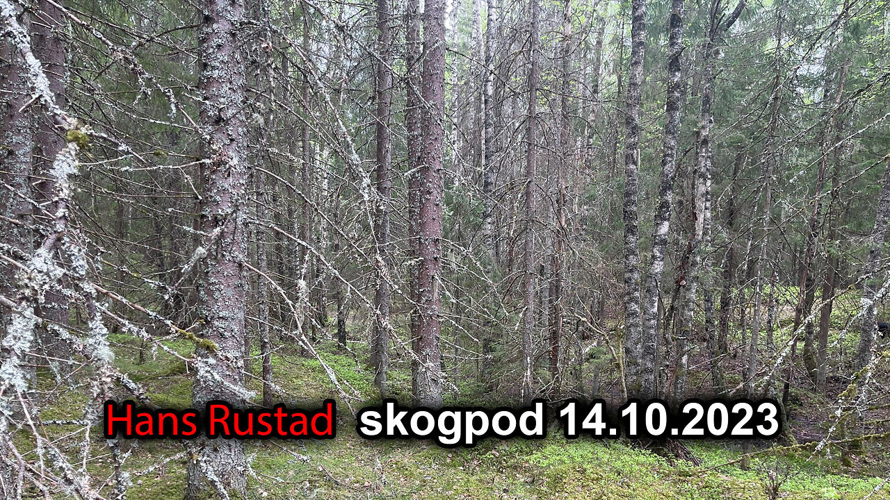 Skogpod 14. oktober 2023