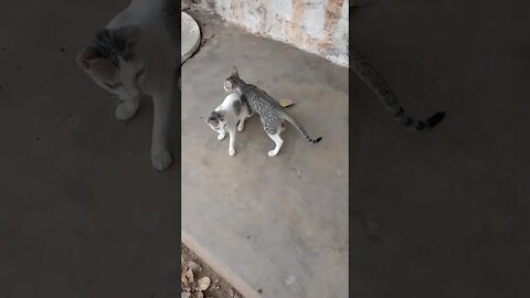 Mama cat and kittens waiting for their breakfast 🐱😍