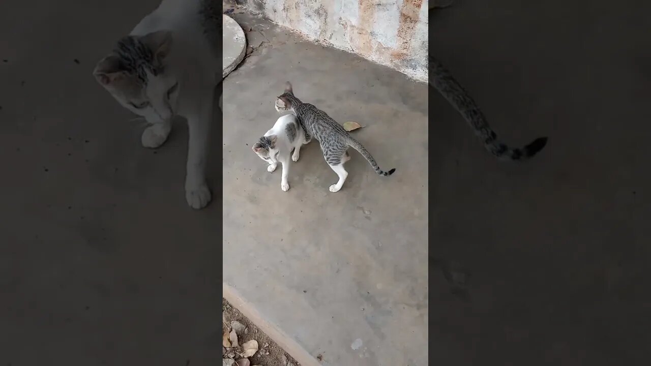 Mama cat and kittens waiting for their breakfast 🐱😍