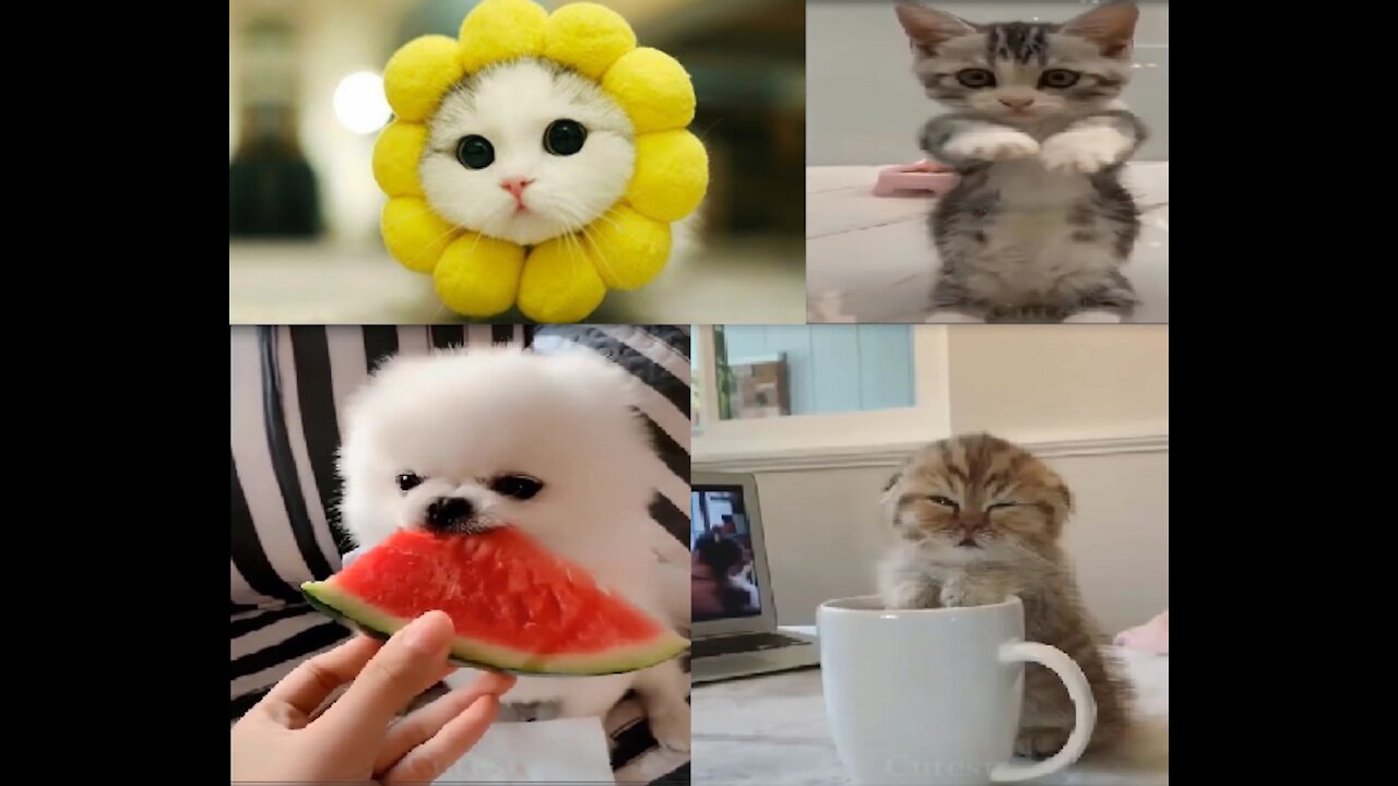 Cute And Funny Pets Videos | Try Not To Laugh To These Pets Compilation