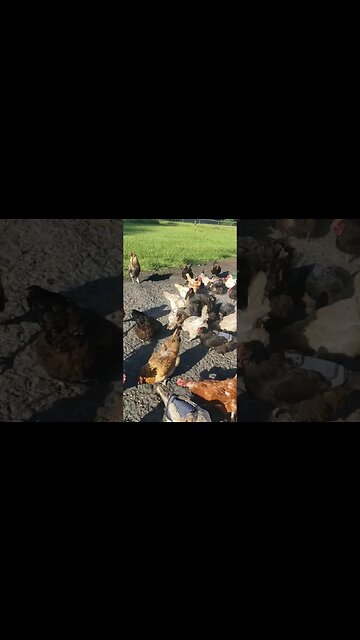 Snack Time #chickens #chickenshorts #chickenlife