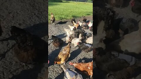 Snack Time #chickens #chickenshorts #chickenlife