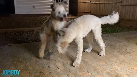 Wheaten Terrier vs Goldendoodle, a breakdown😄❤️️🐶