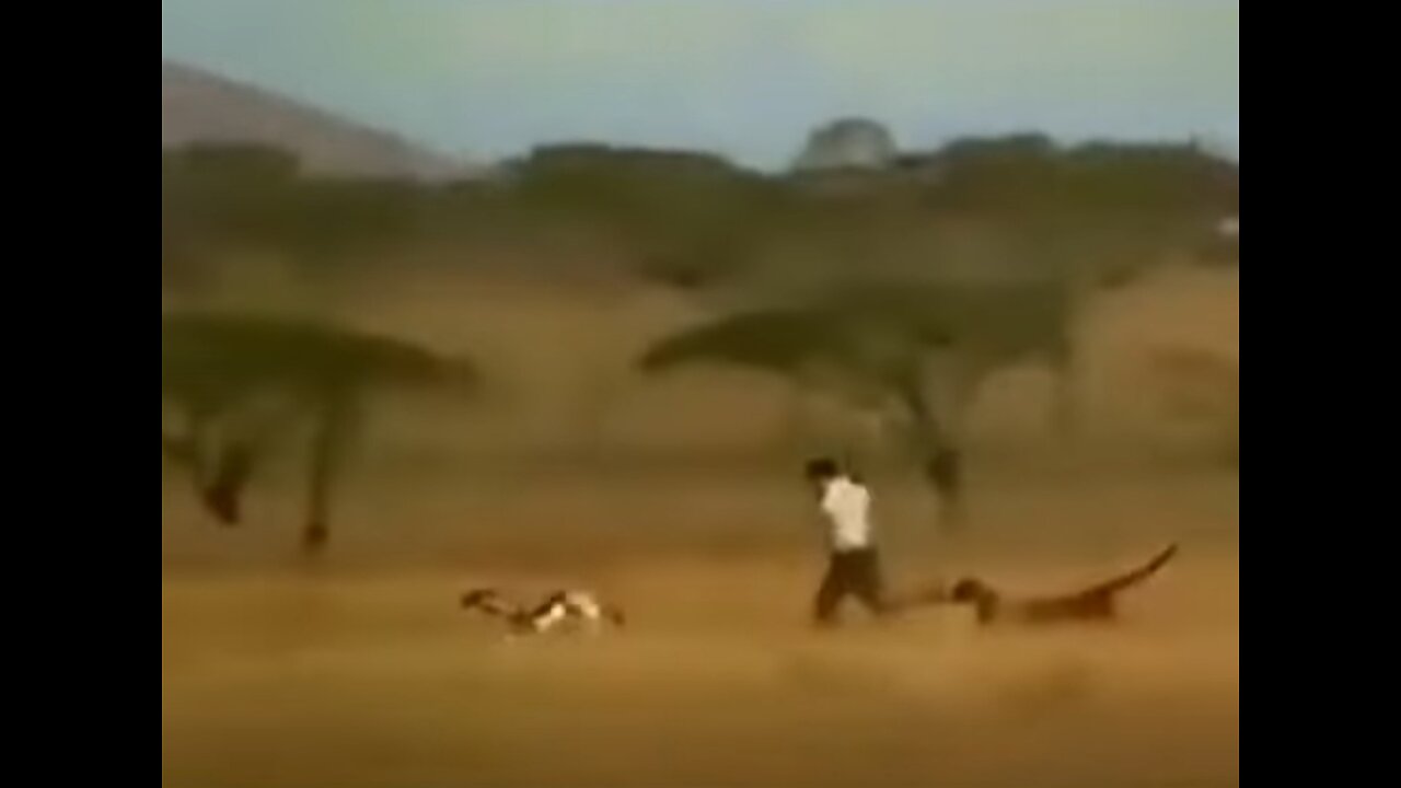 If Cheetah Catches Deer! FUNNY VIDEO Between Husband and Wife