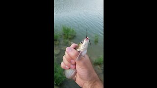 Caught me a catfish!