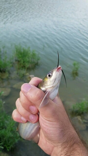 Caught me a catfish!