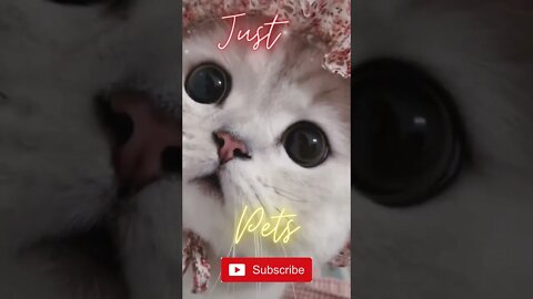 Can I Help You? 😹Do we have a problem? 😹compilation Tiktok