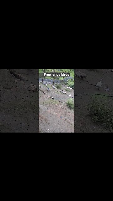 Farm cameras monitoring farm birds