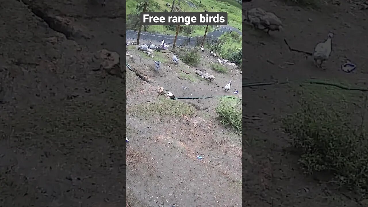 Farm cameras monitoring farm birds