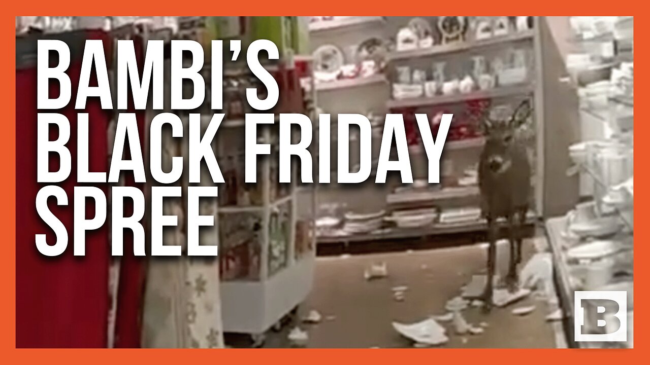 Bambi Does Early Black Friday Shopping: Fawn Trashes Maine Store on Thanksgiving