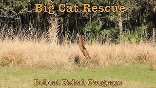 Bobcat Rescue Releases