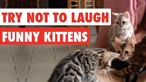 Cute & Funny Pets Try Not To Laugh Compilation