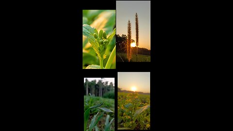 natural,sun and flower