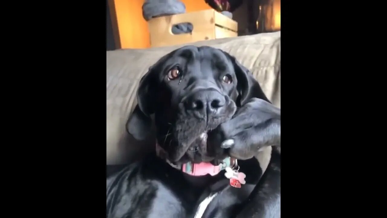 He's thinking about somethingvery important ... !!πΆπ€π #shorts #dog #tiktok #animals #Jayla