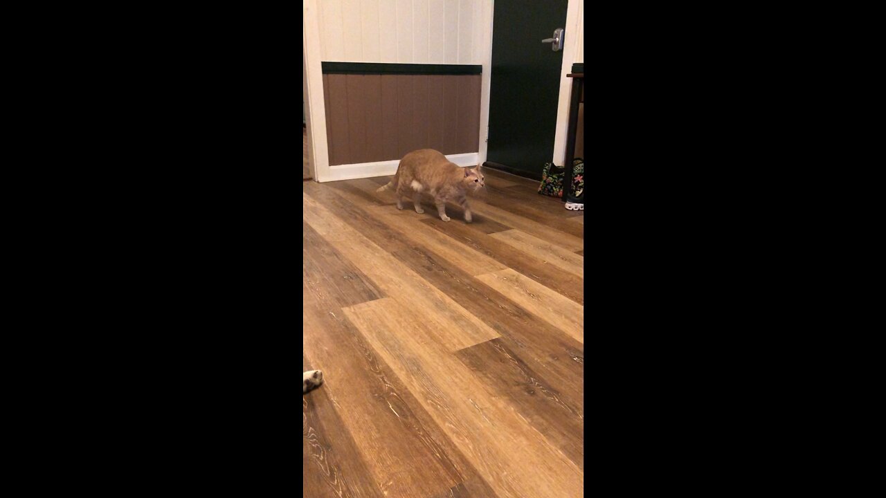 Titus the cat walking