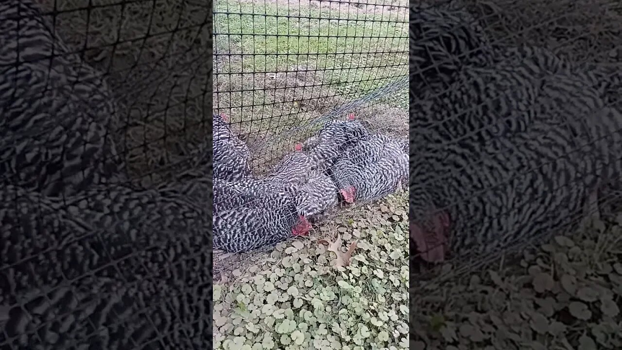 Chickies Enjoying Dust Bath 🐓🐥🐣