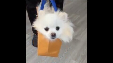 Puppy in a purse