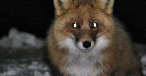 Wild Fox in the Siberian forest