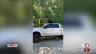 Bears break into truck, tear inside apart