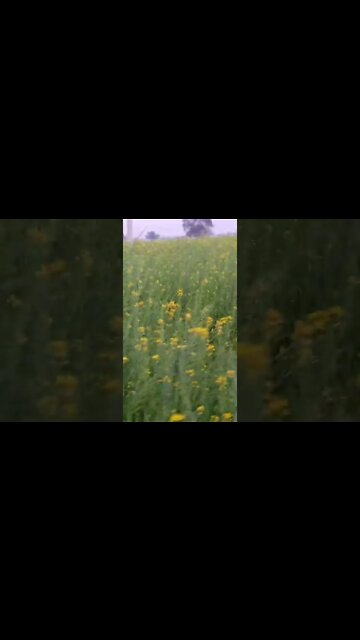 🤗🤭🤭🥺 #youtubeshorts #shorts #youtube #shortvideo #shortyoutube