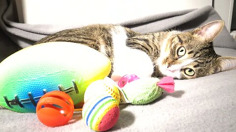 Cute Cat Keeps an Eye on His Toys