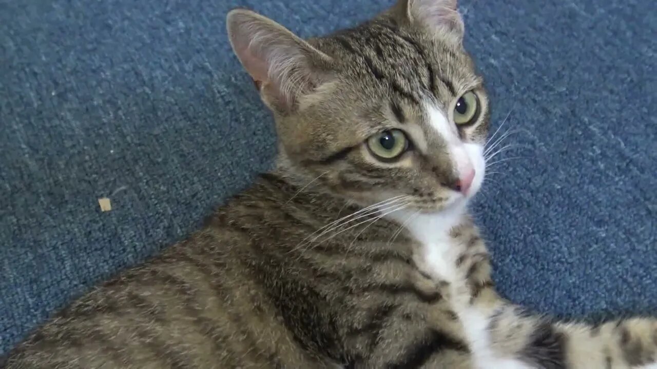 Cute Kitten Cleans His Fur