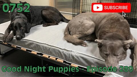 [0752] GOOD NIGHT PUPPIES - EPISODE 289 [#dogs #doggos #doggies #puppies #dogdaycare]