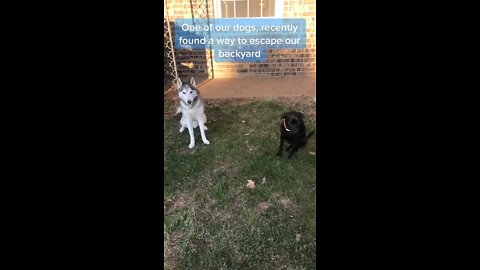 Dogs plan to escape is stopped for now