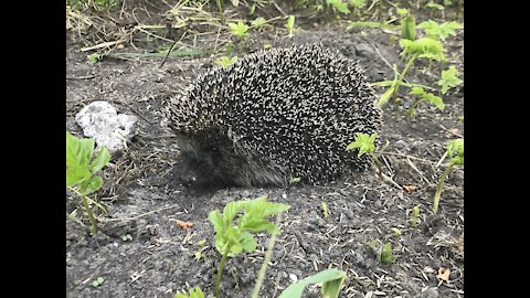 Hedgehog family