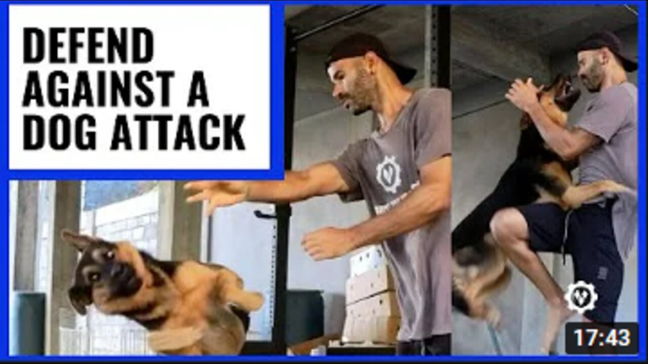 How to Defend Yourself Against A Dog Attack
