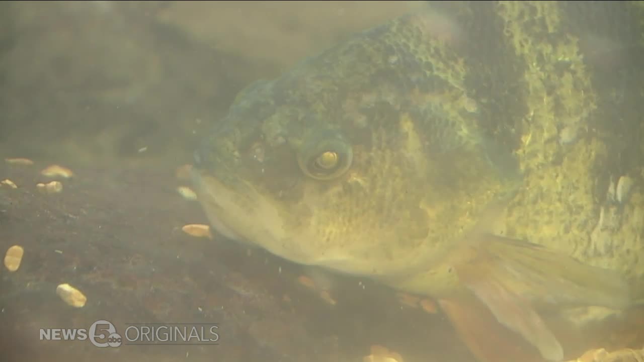 Yellow Perch are becoming harder to catch, so you may be seeing less of the Lake Erie fish this year