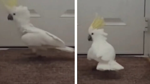 This Cockatoo sure can dance