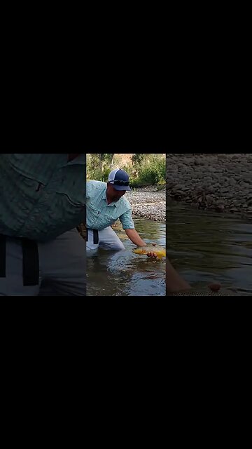 big browns on dry flies!! #trout #fishing #wyoming #shortsvideo #shortsfeed #flyfishing #success